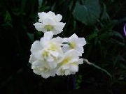 jonquilla Erlicheer